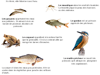 Imagier des animaux de l'étang
