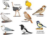 Imagier des oiseaux, fiche gratuite à imprimer
