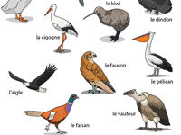 Imagier des oiseaux, le corbeau, l'albatros, le canard, l'oie, le colibri, le coucou, le dindon, la cigogne, le kiwi, l'aigle, le faucon, le pélican, le faisan et le vautour