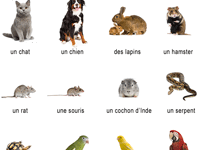 Imagier des animaux de compagnie