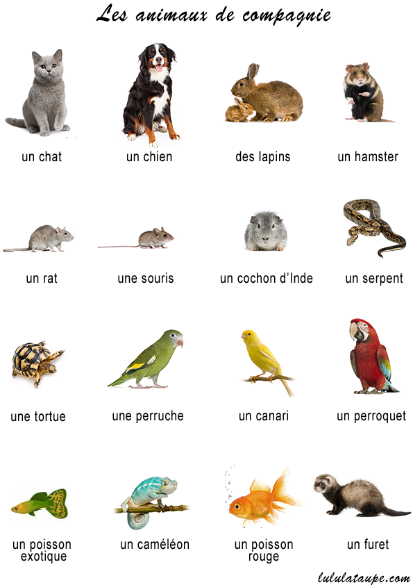 Fiche pédagogique gratuite à imprimer, les animaux de compagnie
