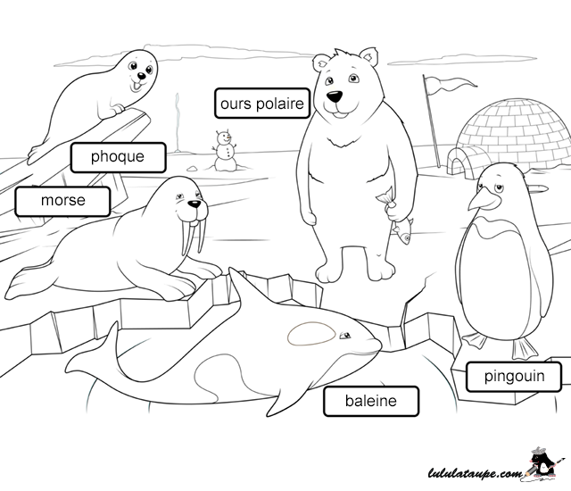 Fiche pédagogique, les animaux de l'Arctique