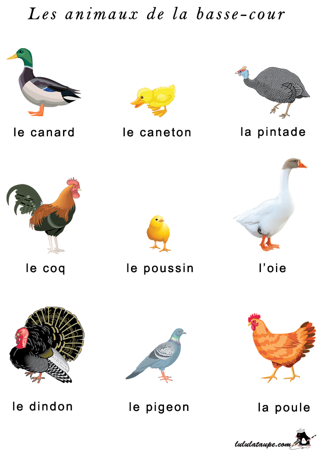 Imagier gratuit à imprimer, les animaux de la basse-cour