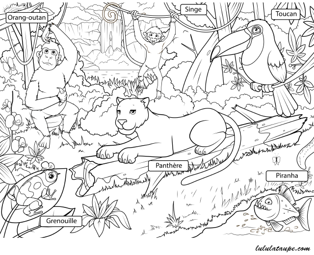 Fiche pédagogique, les animaux de la jungle