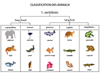 Fiche à imprimer, classification des animaux