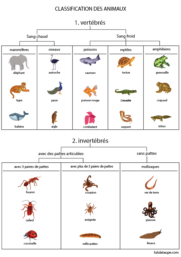 Les animaux vertébrés et invertébrés, fiche pédagogique gratuite à imprimer