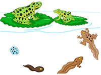 Cycle de vie de la grenouille, l'œuf, le têtard, la grenouille