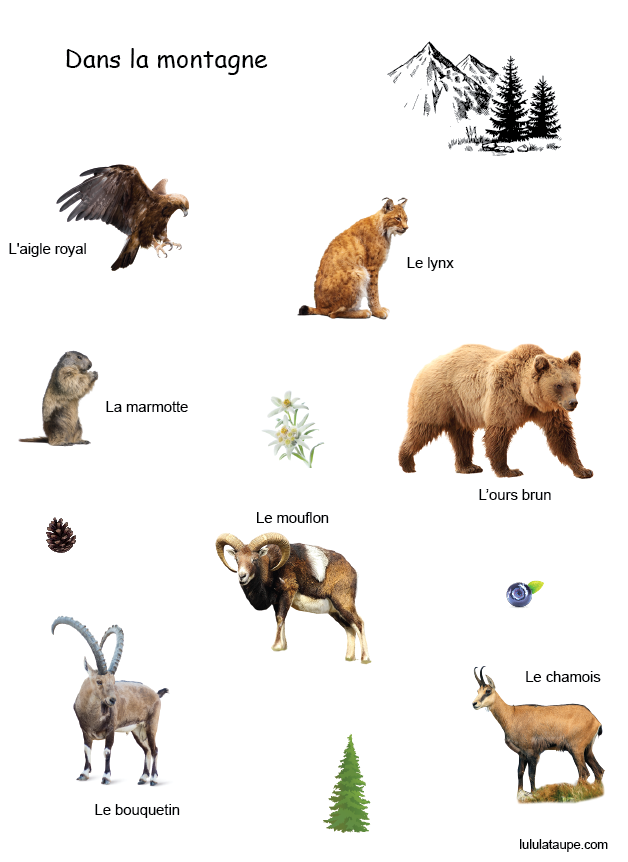 Les animaux dans la montagne, fiche pédagogique gratuite à imprimer