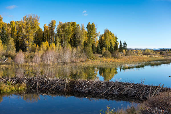 Barrage de castor