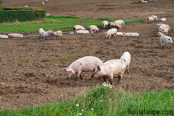 Enclos pour cochon avec mare