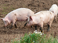 Le cochon