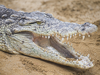 Le crocodile