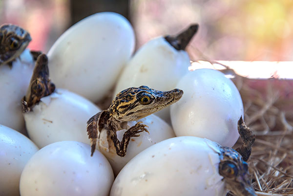 Éclosion des œufs de crocodile
