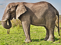 L'éléphant
