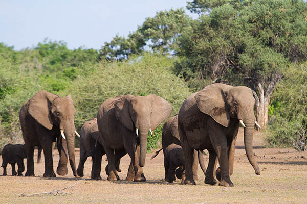 Harde d'éléphants d'Afrique