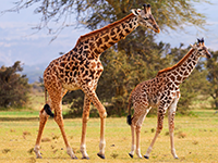 La girafe