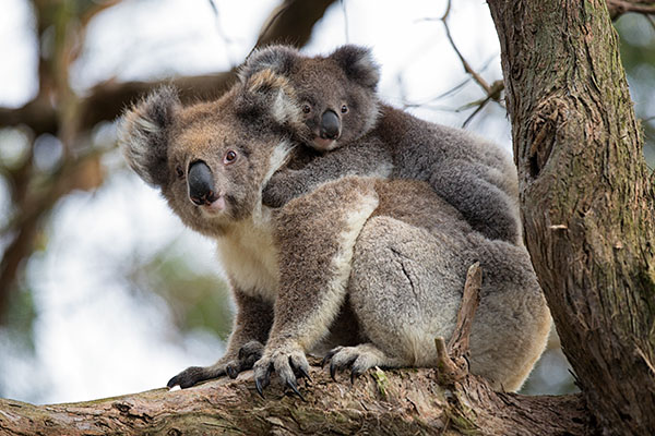 Koala avec son petit sur le dos