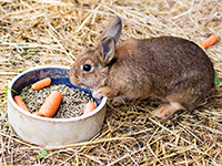 Le lapin