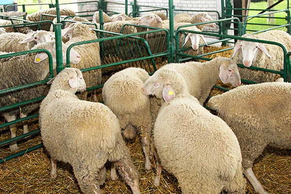 La bergerie, les moutons