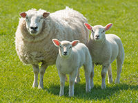 Le mouton