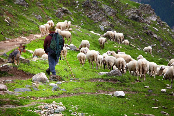 Le berger, le chien de berger, les moutons