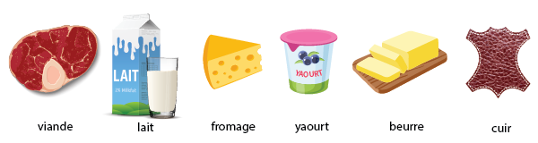Produits de la vache : viande, lait, beurre, fromage, yaourt, cuir