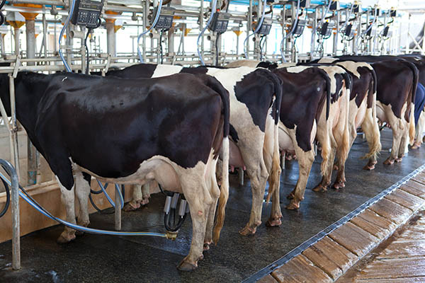 Traite des vaches dans étable moderne