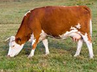Une vache qui broute