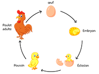 Éclosion du poussin