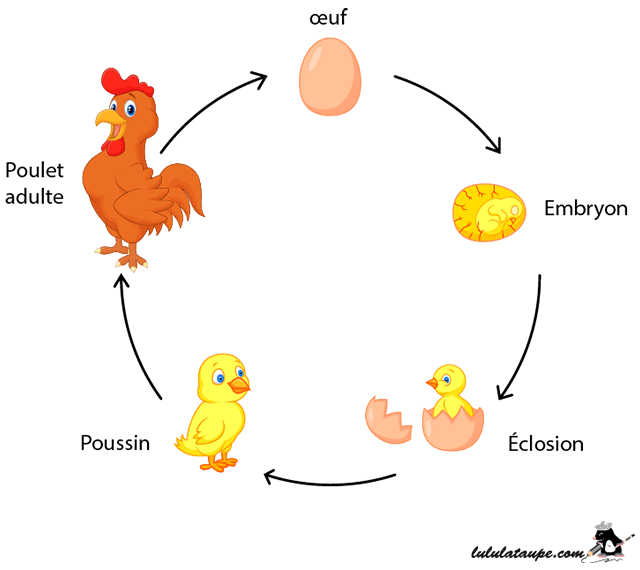 Fiche à imprimer gratuitement, l'œuf, le poussin, le poulet, la poule