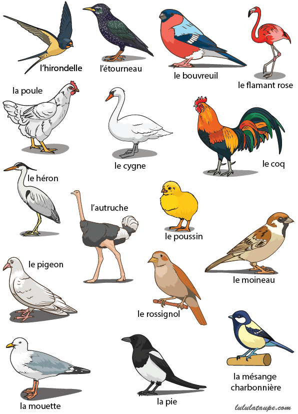 Fiche pédagogique, les oiseaux