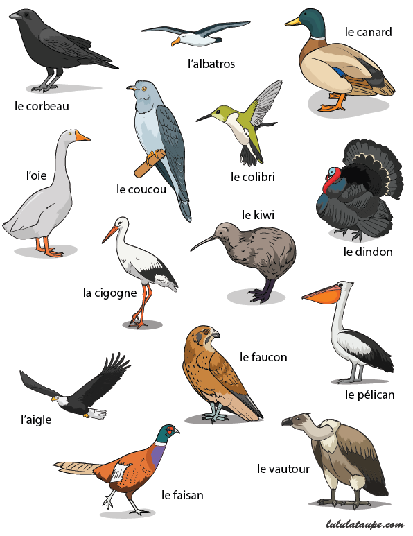 Fiche gratuite à imprimer, les oiseaux