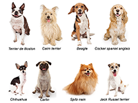 Imagier les races de chiens