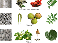 Fiche éducative, reconnaître les arbres de la forêt : charme, sorbier, noyer, tilleul et hêtre