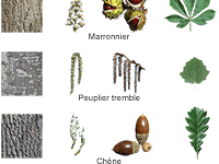 Fiche éducative, reconnaître les arbres de la forêt : l'érable, le marronnier, le tremble, le chêne et le merisier