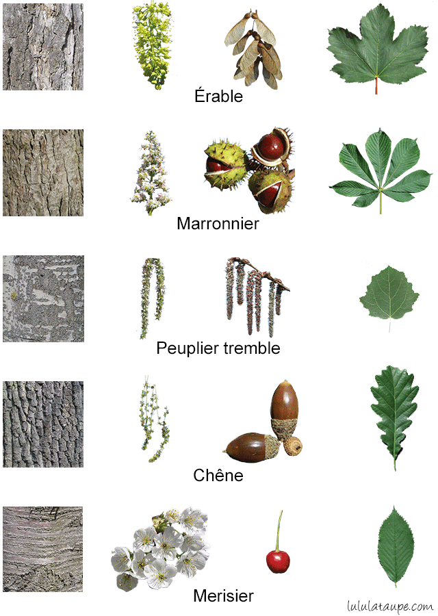 Les arbres de la forêt, fleurs, fruits, écorce et feuilles : érable, marronnier, tremble, chêne et merisier