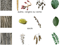 Fiche éducative, reconnaître les arbres de la forêt : l'érable, le marronnier, le tremble, le chêne et le merisier
