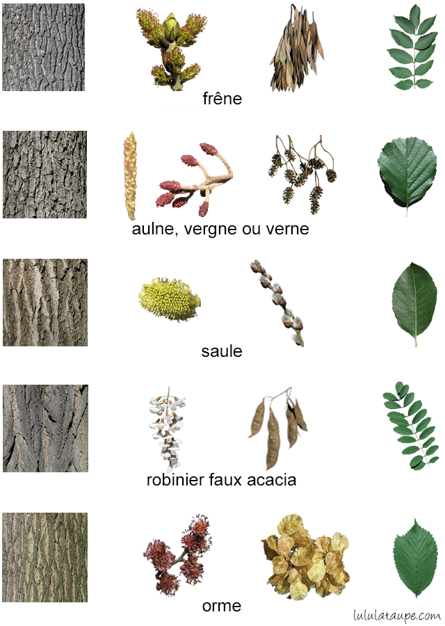 Les arbres de la forêt, fleurs, fruits, écorce et feuilles : érable, marronnier, tremble, chêne et merisier 