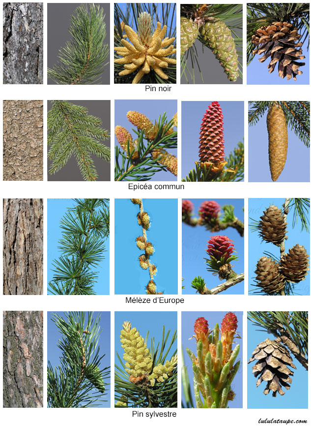 Les cinifères de la forêt : le mélèze, l'épicéa, le pin noir, le pin sylvestre. 