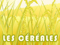 Imagier les céréales