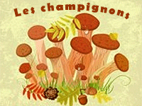 Fiche pédagogique, les champignons