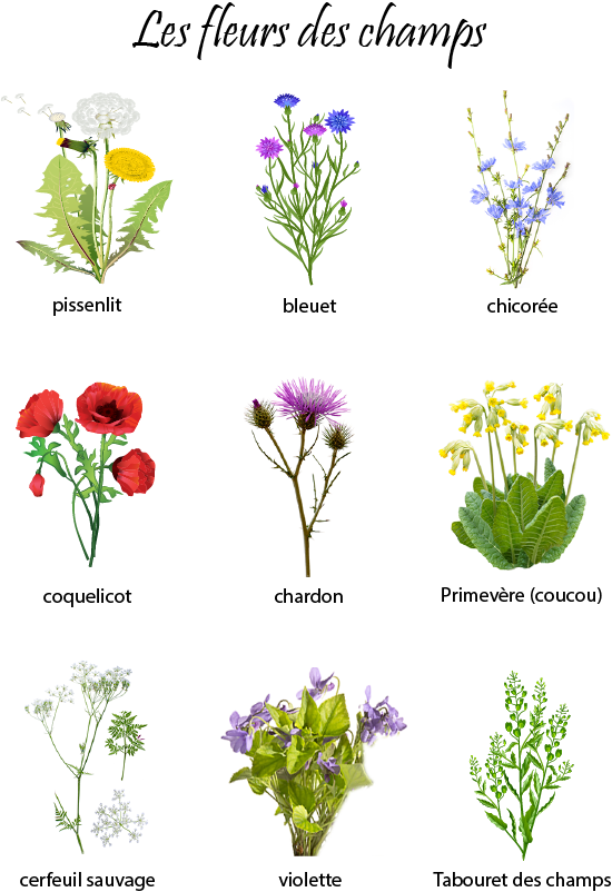 Les fleurs selon les mois, fiche gratuite à imprimer