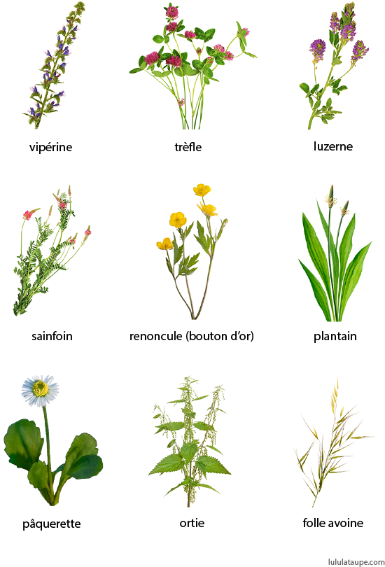 Les fleurs selon les mois, fiche gratuite à imprimer