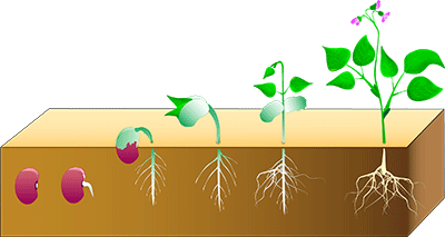 Germination du haricot