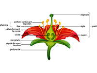 Imagier pour apprendre les noms des fruits exotiques
