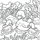 Coloriage une cane et ses canetons sur l'eau
