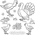 Coloriage les animaux de la basse-cour : dindon, dinde et dindonneaux