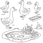 Coloriage à imprimer, une oie, un jars, des oisons