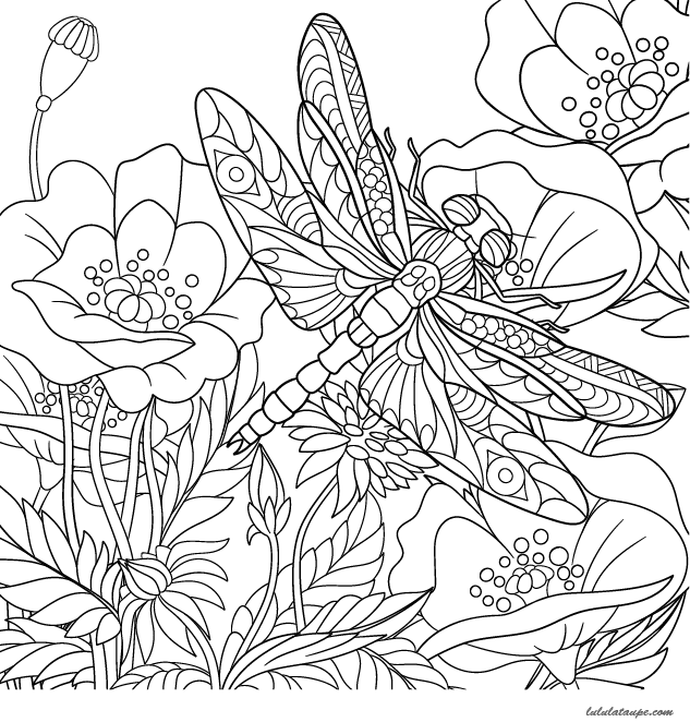 Dessin à colorier pour adultes, une libellule et des fleurs de pavots