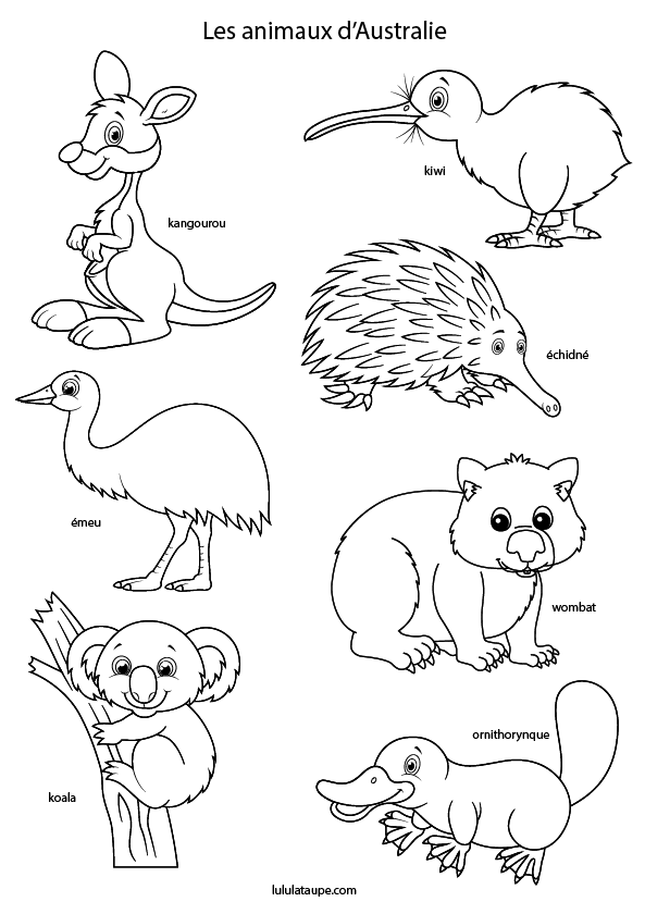 Coloriage, kangourou, kiwi, émeu, échidné, wombat, koala, ornithorynque